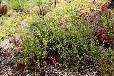 APII jpeg image of Scaevola platyphylla  © contact APII