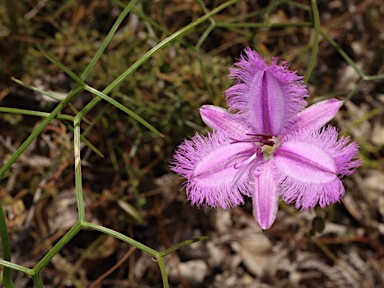 APII jpeg image of Thysanotus dichotomus  © contact APII