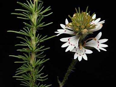 APII jpeg image of Goodenia fasciculata  © contact APII