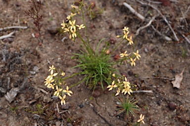 APII jpeg image of Stylidium thesioides  © contact APII