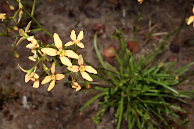 APII jpeg image of Stylidium thesioides  © contact APII