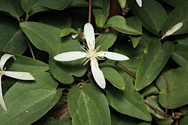 APII jpeg image of Clematis pubescens  © contact APII