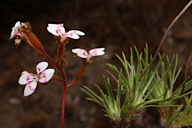 APII jpeg image of Stylidium dichotomum  © contact APII