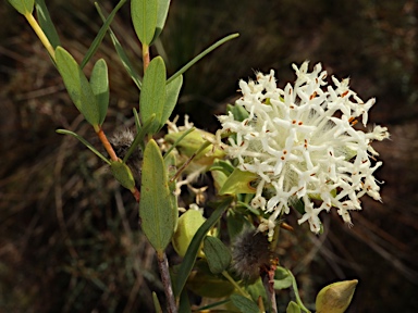 APII jpeg image of Pimelea leucantha  © contact APII