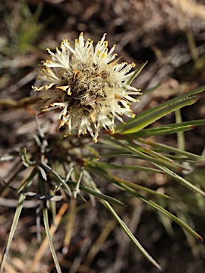 APII jpeg image of Dasypogon obliquifolius  © contact APII