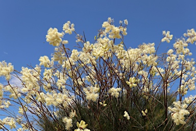 APII jpeg image of Grevillea leucopteris  © contact APII