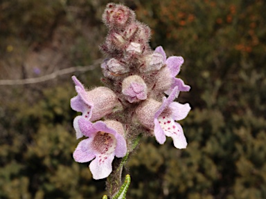 APII jpeg image of Hemiphora bartlingii  © contact APII