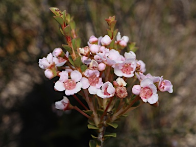 APII jpeg image of Scholtzia laxiflora  © contact APII