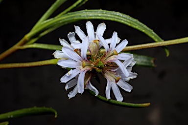 APII jpeg image of Scaevola thesioides subsp. thesioides  © contact APII