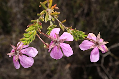 APII jpeg image of Tetratheca confertifolia  © contact APII