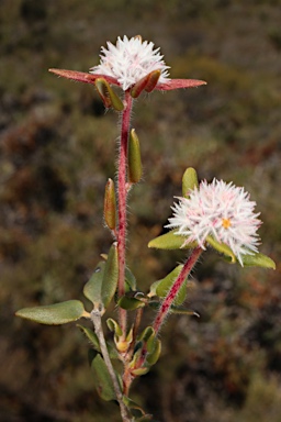 APII jpeg image of Leucopogon plumuliflorus  © contact APII