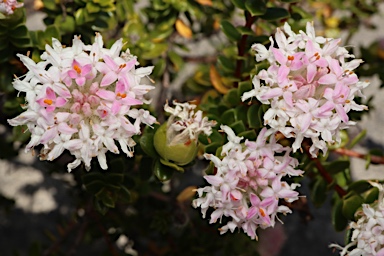 APII jpeg image of Pimelea ferruginea  © contact APII