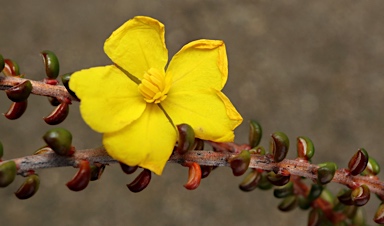 APII jpeg image of Hibbertia microphylla  © contact APII