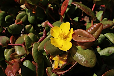 APII jpeg image of Hibbertia perfoliata  © contact APII