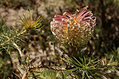 APII jpeg image of Banksia scabrella  © contact APII