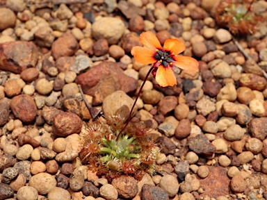 APII jpeg image of Drosera platystigma  © contact APII