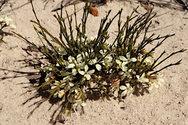 APII jpeg image of Orianthera flaviflora  © contact APII