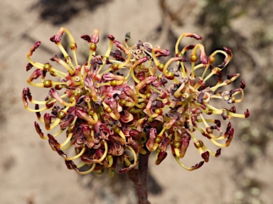 APII jpeg image of Grevillea eryngioides  © contact APII