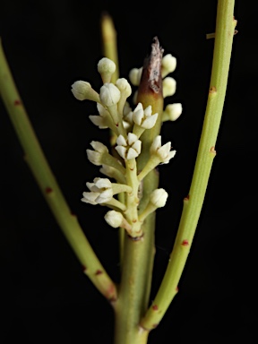 APII jpeg image of Leptomeria preissiana  © contact APII