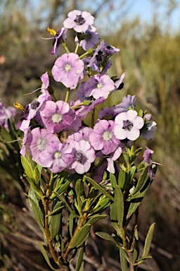 APII jpeg image of Cyanostegia lanceolata  © contact APII