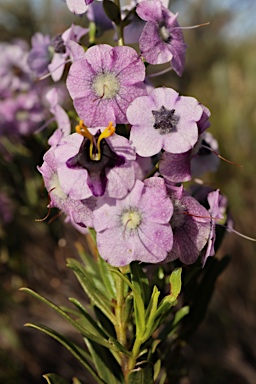 APII jpeg image of Cyanostegia lanceolata  © contact APII