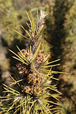 APII jpeg image of Allocasuarina pinaster  © contact APII