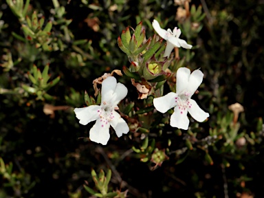 APII jpeg image of Westringia rigida  © contact APII