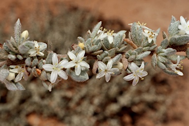 APII jpeg image of Wilsonia humilis  © contact APII