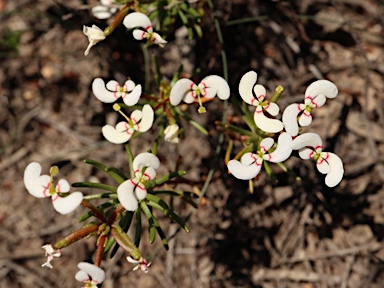 APII jpeg image of Stylidium involucratum  © contact APII