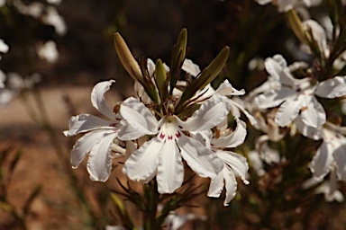 APII jpeg image of Goodenia scapigera  © contact APII