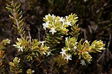 APII jpeg image of Leucopogon flavescens var. brevifolius  © contact APII