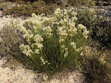 APII jpeg image of Conospermum teretifolium  © contact APII