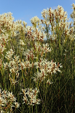 APII jpeg image of Conospermum teretifolium  © contact APII