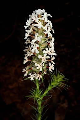 APII jpeg image of Sphenotoma dracophylloides  © contact APII