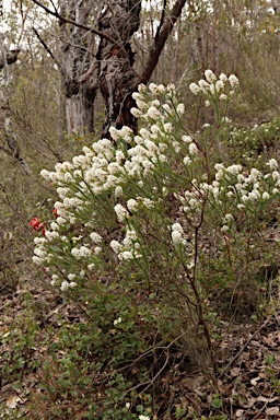 APII jpeg image of Sphenotoma dracophylloides  © contact APII