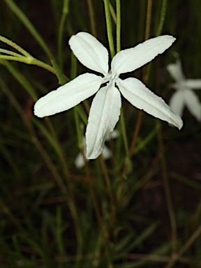 APII jpeg image of Diaspasis filifolia  © contact APII