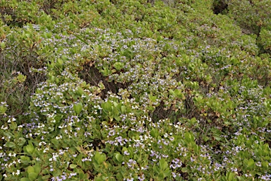 APII jpeg image of Scaevola nitida  © contact APII