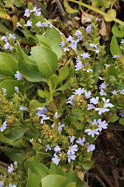 APII jpeg image of Scaevola nitida  © contact APII