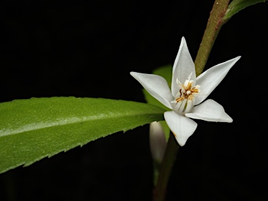 APII jpeg image of Crowea angustifolia var. platyphylla  © contact APII