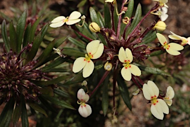 APII jpeg image of Stylidium rhynchocarpum  © contact APII