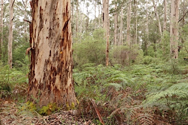 APII jpeg image of Eucalyptus diversicolor  © contact APII