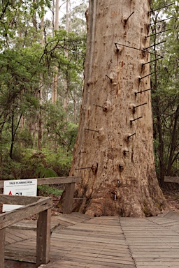 APII jpeg image of Eucalyptus diversicolor  © contact APII