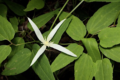 APII jpeg image of Clematis pubescens  © contact APII