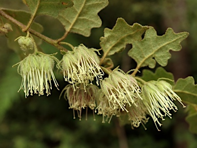 APII jpeg image of Chorilaena quercifolia  © contact APII