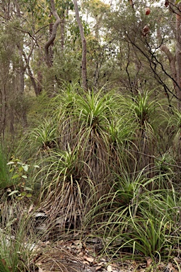 APII jpeg image of Dasypogon hookeri  © contact APII