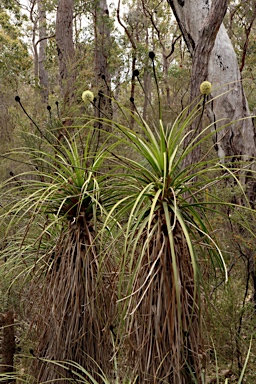 APII jpeg image of Dasypogon hookeri  © contact APII