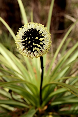 APII jpeg image of Dasypogon hookeri  © contact APII