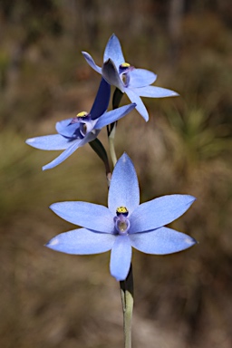 APII jpeg image of Thelymitra crinita  © contact APII