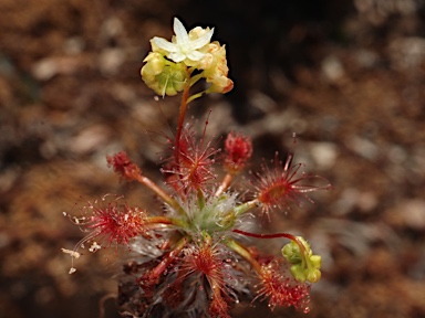 APII jpeg image of Drosera dichrosepala  © contact APII