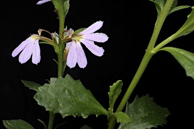 APII jpeg image of Scaevola albida  © contact APII